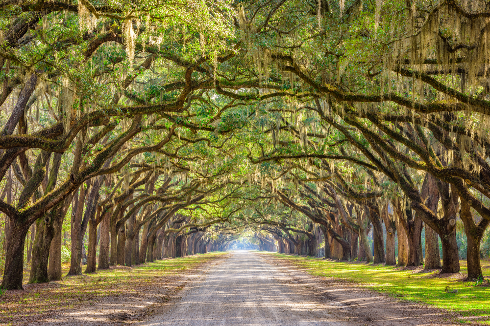 road covered with trees